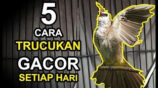 5 CARA BUAT BURUNG TRUCUKAN GACOR SETIAP HARI