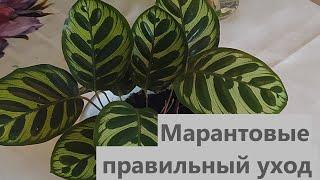 ОБЗОР МАРАНТОВЫХ. УХОД ЗА МАРАНТОВЫМИ В ДОМАШНИХ УСЛОВИЯХ