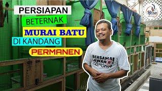 PERSIAPAN BETERNAK MURAI BATU DI KANDANG PERMANEN