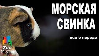 Морская свинка - Все о виде грызуна | Вид грызуна - Морская свинка