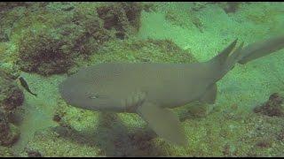 John Lloyd Reefs, Dania Erojacks, Florida shore diving