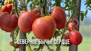 Выбор сортов томатов на сезон 2024 . Часть N 2