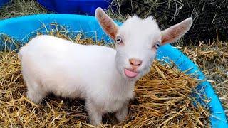 Why Goats are the FUNNIEST ANIMALS in the world