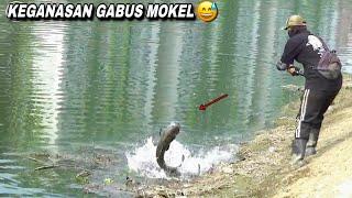 Fishing for monster catfish during Ramadan is a spectacle