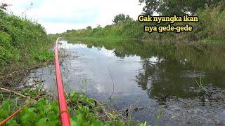 "Harta Karun di Spot Baru: Nila Dagu Kuning Jadi Target Utama Nila Babon nya Langsung gacor