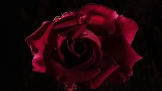 Red, pink and yellow Roses opening time lapse (4K)