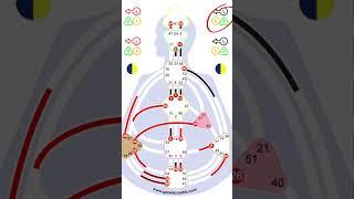 What Are The Arrows In A Human Design Bodygraph - Variable #humandesign #bodygrah