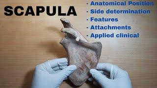 Scapula Anatomy || Bone Demonstration || Features and Attachments || Bones of Upper Limb