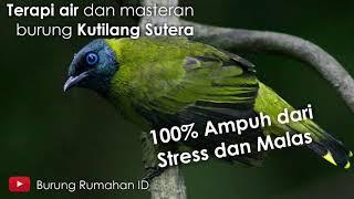 Terapi Air dan Masteran Kutilang Sutera 100% jamin gacooorr