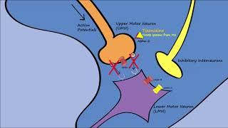 Muscle Relaxers - Mechanisms, Indications, Side Effects