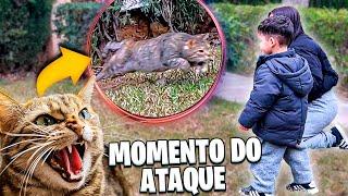  SOCORRO! Esse gato veio pra cima de mim do nada!!! 