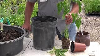 TOMATOES  - Container Gardening - HOW TO: Growing Your Tomato Plants in a Container