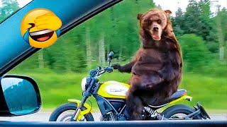 Best Funny Animal Videos Of The 2022  - Funny Farm And Wild Animals Videos 