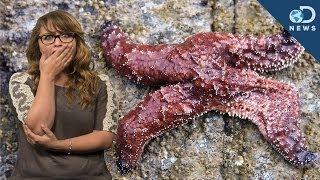 Why Are These Sea Stars Turning Into Goo?