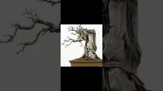 BONSAI INSPIRASI