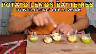 POTATO AND LEMON BATTERIES