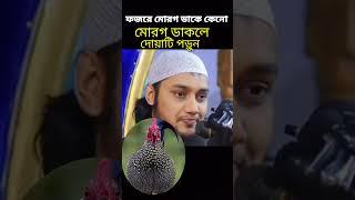 মোরগ কেনো ডাকে, ফজরের সময় মোরগ ডকিতে শুনলে দোয়াটি পড়ুন