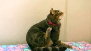 Slow Motion Cat Scratching Itself Scratches Neck Fur High Definition HD Slow Mo Video Camera Footage