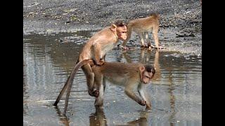 Homosexual Monkey babies
