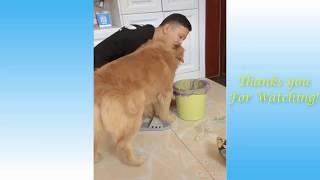 Cute Pets And Funny Animals Compilation 1