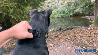 Miles Tactical Dog Collar with Cobra Buckle and Handle Heavy Duty for Medium to Large dogs.