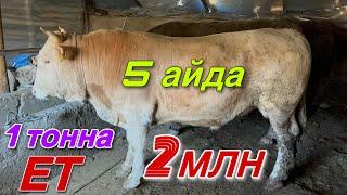 Бұқаларды САТТЫМ. 5 айдағы нәтиже.