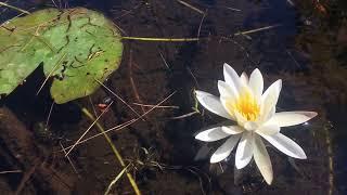 Field Notes Friday: Water Lilies