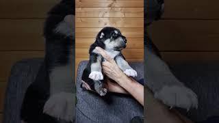 Маленький Скиф в 3 недели#собака #alabai #сао #алабай #щенки #dog #puppy