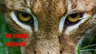 Eurasian Lynx | Unveiling The Secrets of this Majestic Predator #wildlife #nature #animals #lynx