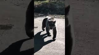 Potapych!!!Already our rodnulechka!!!   ASMR# bear#wildlife world# beast#animals#man and bear