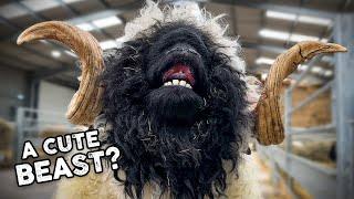 Shearing a HUGE Valais Blacknose RAM