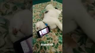 Kucing Multifungsi! #shorts #kucing #kucinglucu #kucingtidur #standholder #standhp #funnyvideo