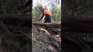 Got Wood!! Cutting Gippsland Silvertop firewood. Stihl MS461Magnum Fiskars X27