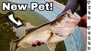 Big BASS becomes NEW POOL POND PET