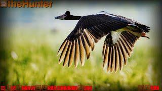  theHunter Classic  Magpie Missions  all 10 missions  все 10 миссий на сороку за стрим 