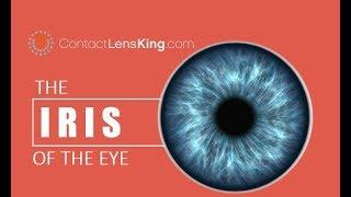 The Iris of the Eye | How the Eye's Iris Works | The Purpose of the Iris | What is the Iris?