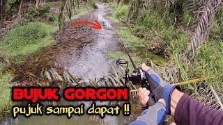 SAMBARAN PADU BUJUK GORGON DARI BAWAH SAMAI | JACKPOT CASTING HARUAN