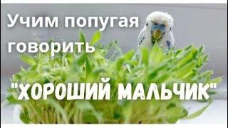 Учим попугая говорить Хороший мальчик