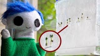 How Do Seeds Grow? | Science for Kids