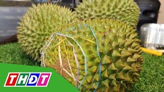 Sầu riêng Musang King ở Việt Nam giá thấp kỷ lục | THDT