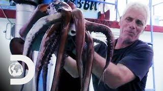 Fishing For Deadly Humboldt Squid Off The Coast Of Peru | River Monsters