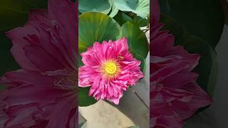 গামলায় জল পদ্ম || Red Philip variety #shorts #lotus #garden #gardeningtips #gardening