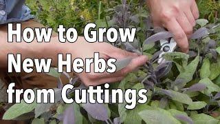 How to Grow New Herbs from Cuttings