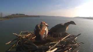 Goose nearly falls over when Osprey swoops