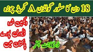 18 دن کا سلور گو لڈن مکمل ویکسین شدہ A گریڈ چوزہ بلکل مناسب ریٹ پر دستیاب ہے || By Dr.Saad