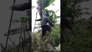 Banana farm cleaning #buhayprobinsya #trending #countrysidelife #philippinescountryside