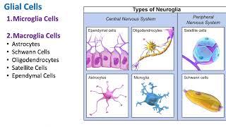 Glial Cells | Nervous System | Biology