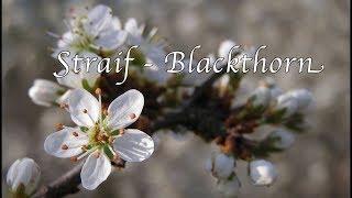 Learn the Ogham Blackthorn - Straif