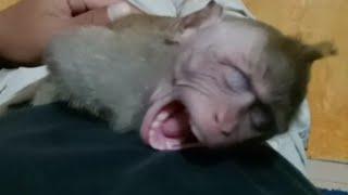 Baby monkey crying and angry wants to always be close to daddy