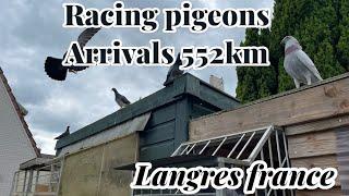Racing pigeon Arrivals 552km Race | Langres France | Racing pigeons |